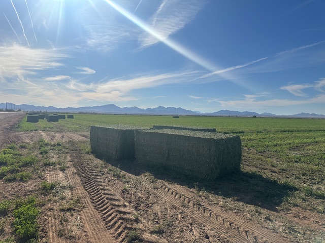 Alfalfa bales in field