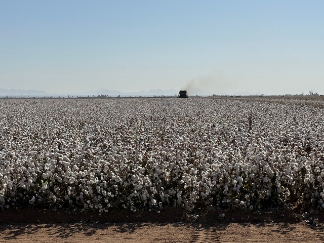 Cotton fields