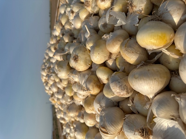 Onion harvest