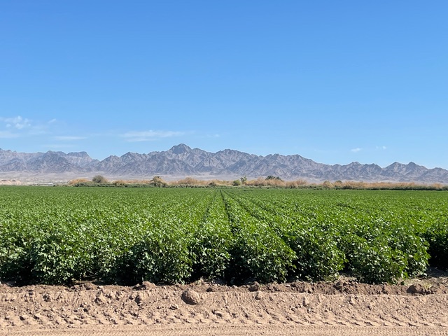 Modern cotton operation
