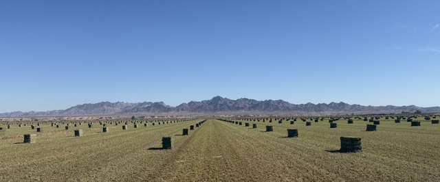 Small bales rows in field